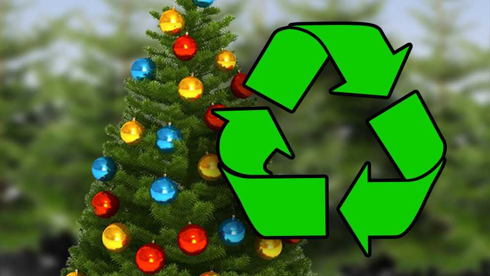 Christmas tree recycling program starts in Greenville County