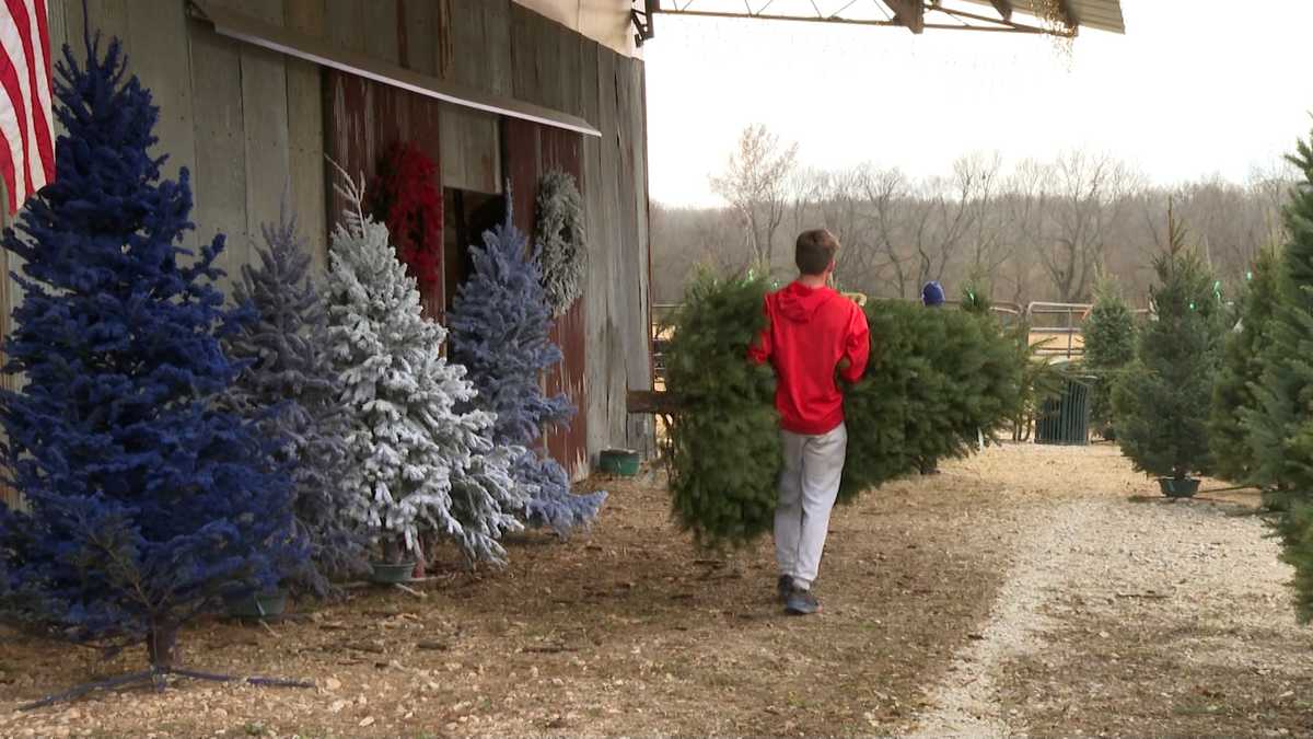 Springdale Christmas tree farm impacted by national Christmas tree shortage