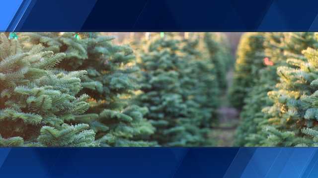 North Carolina: NC State researchers developing the 'elite' Christmas tree - Vimarsana News