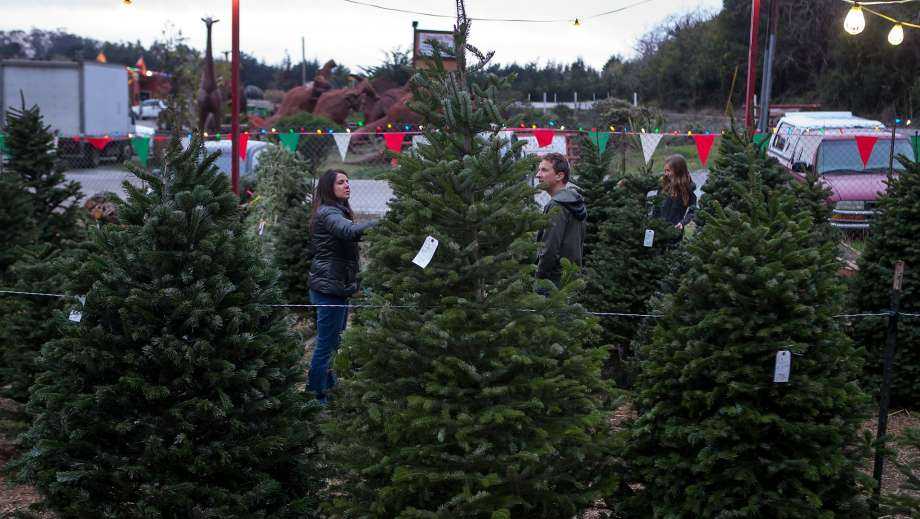 What's in the box? Amazon to ship live Christmas trees this holiday season