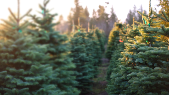 York City getting ready to receive community Christmas Tree - Vimarsana News