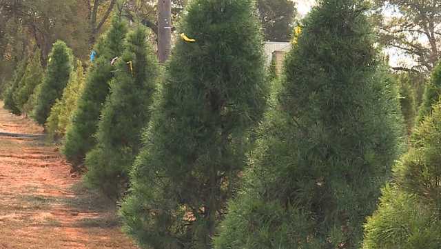 Christmas tree lot owners prepare for busy Thanksgiving weekend - Vimarsana News