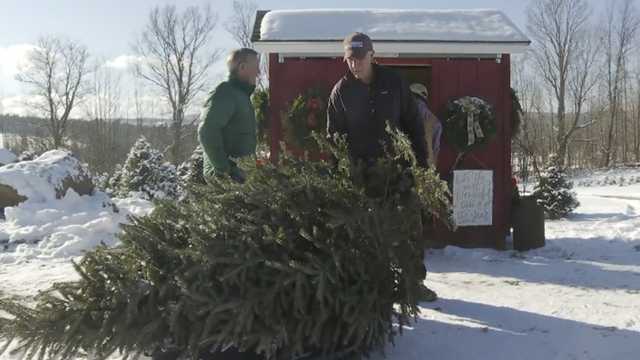 Vermont Christmas tree growers ready for big season - Vimarsana News