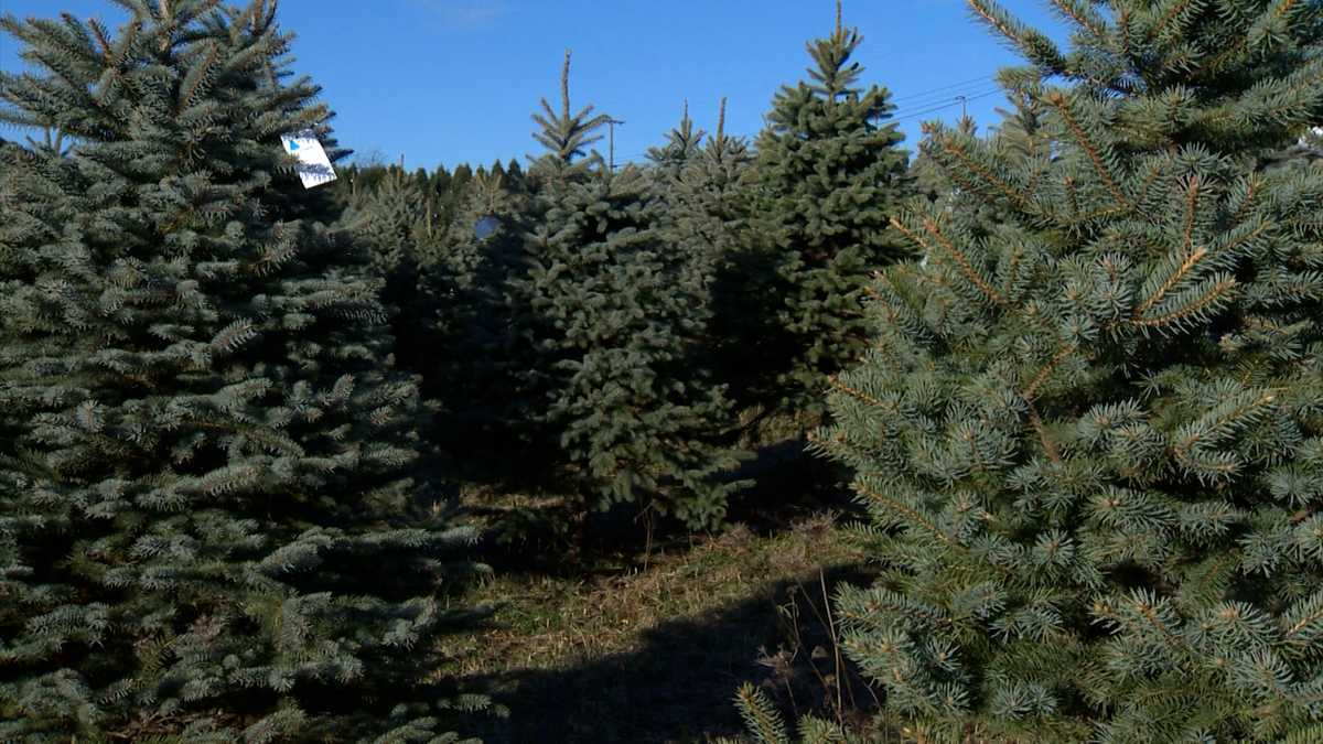 Christmas tree farmers noticing high demand, shortage of trees