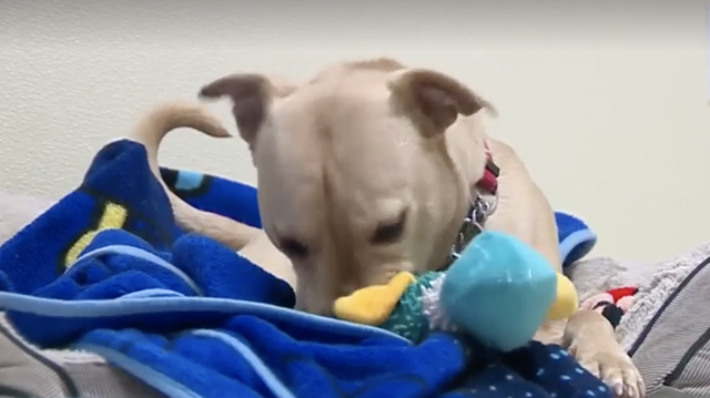 Dog finally goes home after 200 days in shelter - Vimarsana News
