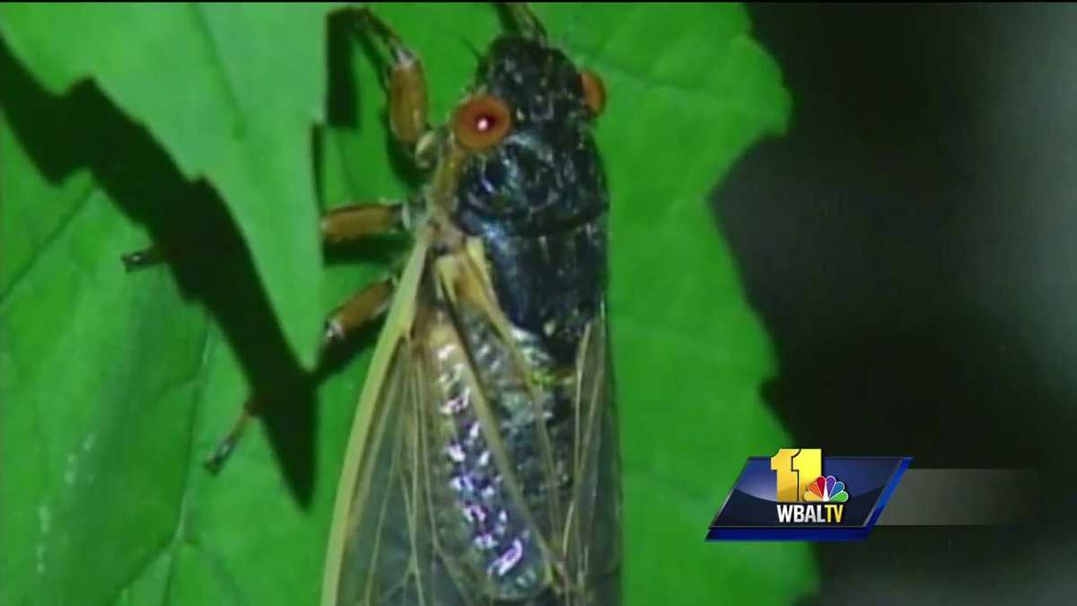Thousands of cicadas hatching unexpectedly in Maryland