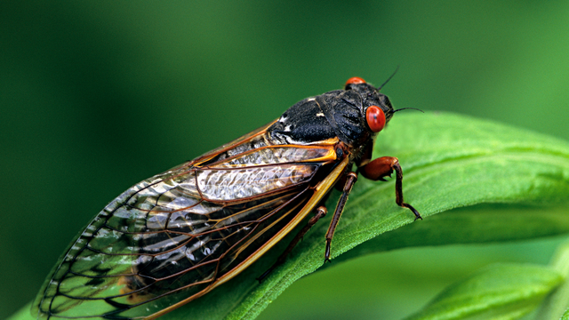 Georgia: Billions Of Cicadas Set To Emerge In 2024