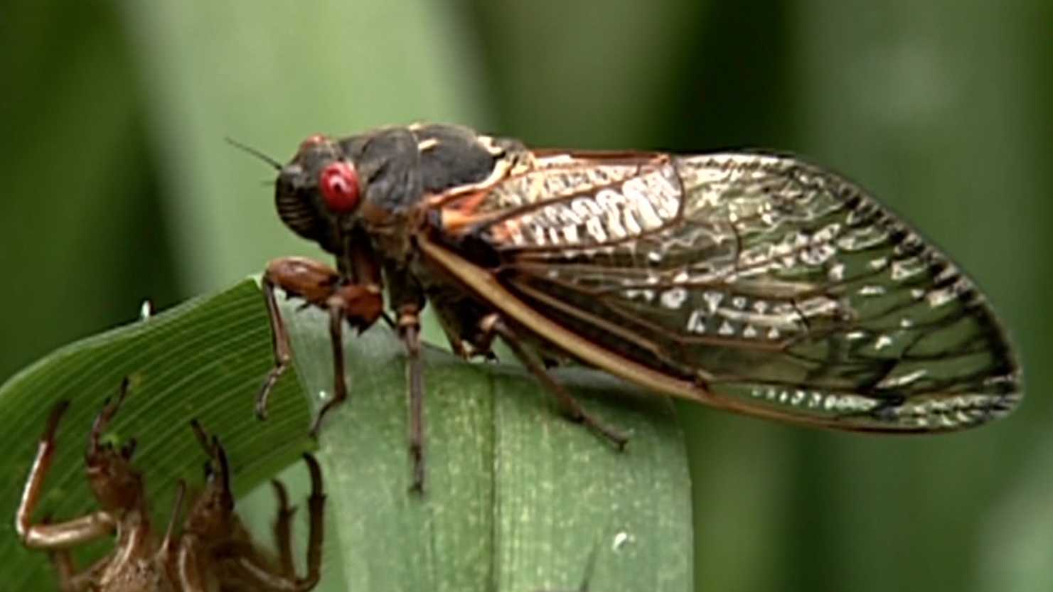 Brood X cicadas about to emerge after 17 years underground - Vimarsana News