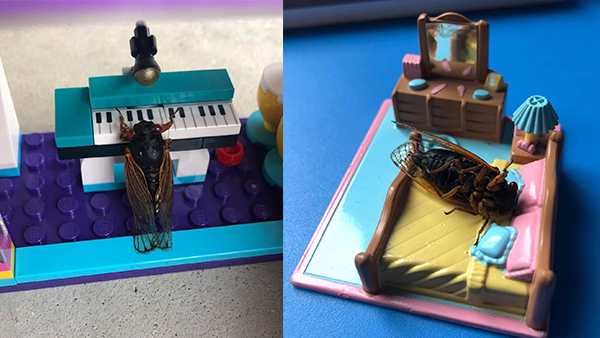 9-year-old Hamilton girl uses cicadas for artsy mini photoshoots - Vimarsana News