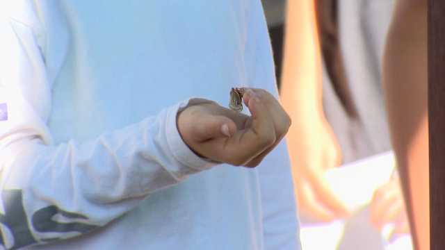 'I'm starting to like them more': Teacher creates cicada song to make the bug less scary to students - Vimarsana News