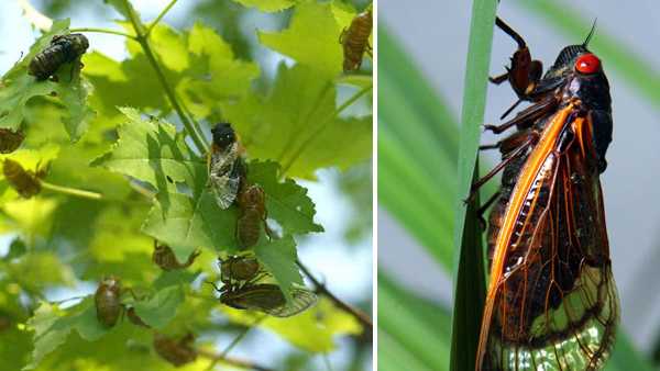 Cicada emergence in Ohio could begin as early as next week: What to expect - Vimarsana News