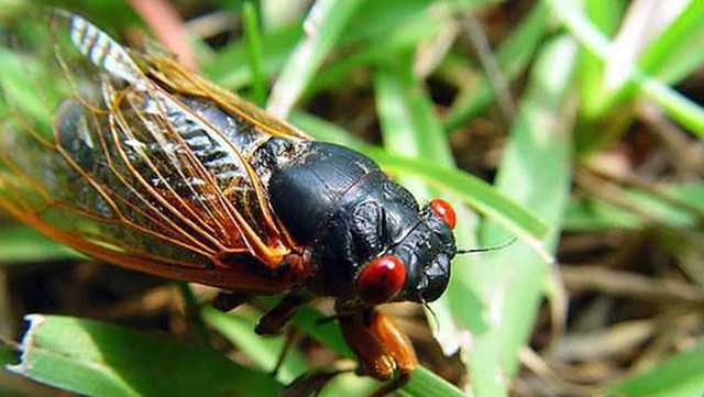 South Carolina: 911 calls prompt sheriff message on noisy cicadas - Vimarsana News