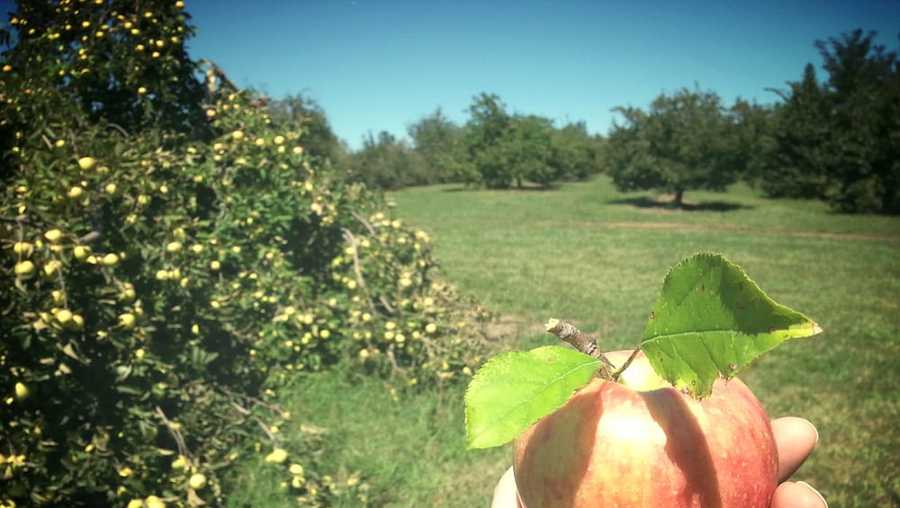 Kansas City's 5 best places to pick apples