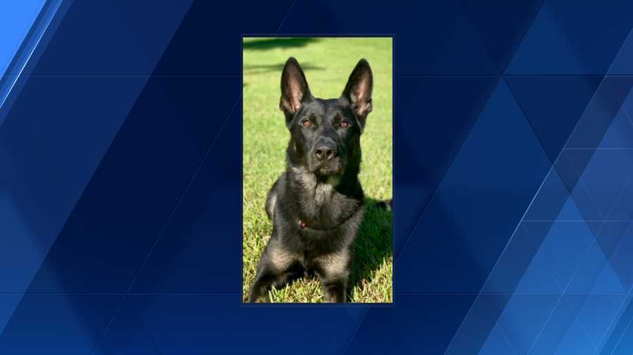 Memorial service set for PBSO K9 killed in the line of duty