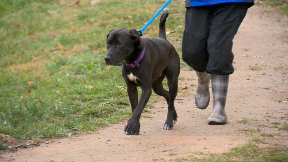 BARCS in dire need of volunteer dog walkers