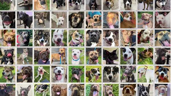 Cincinnati animal shelter is most full since opening in 2020, seeks adopters, fosterers