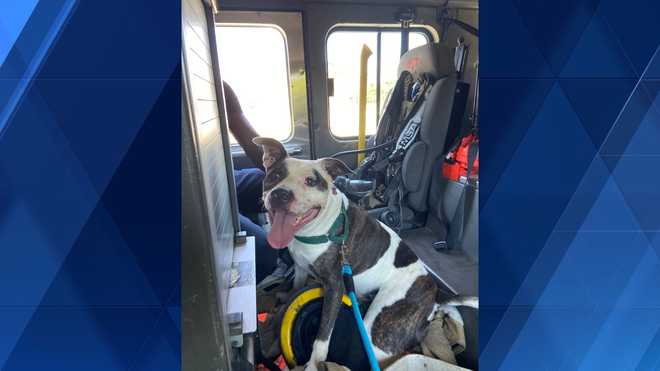 Cincinnati firefighters get shelter canine on working day journey