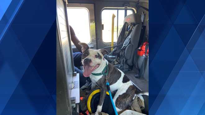 Cincinnati firefighters get shelter canine on working day journey Cincinnati firefighters get shelter canine on working day journey