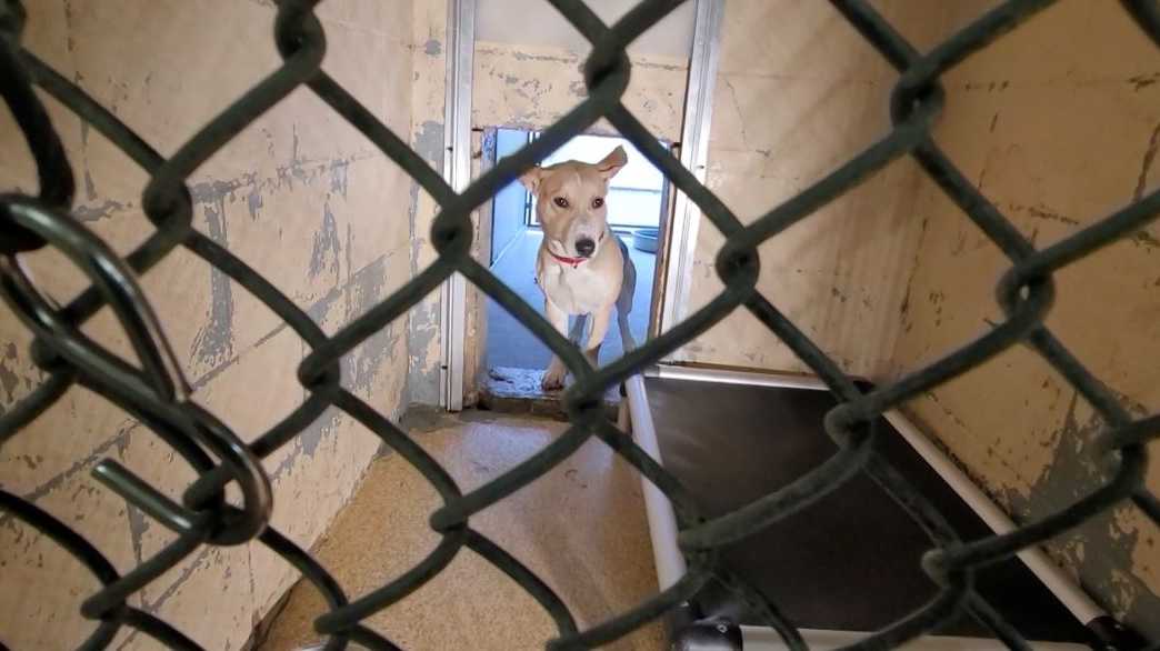 Dozens of animals sent to shelter cause overcrowding at Cincinnati Animal Treatment Dozens of animals sent to shelter cause overcrowding at Cincinnati Animal Treatment