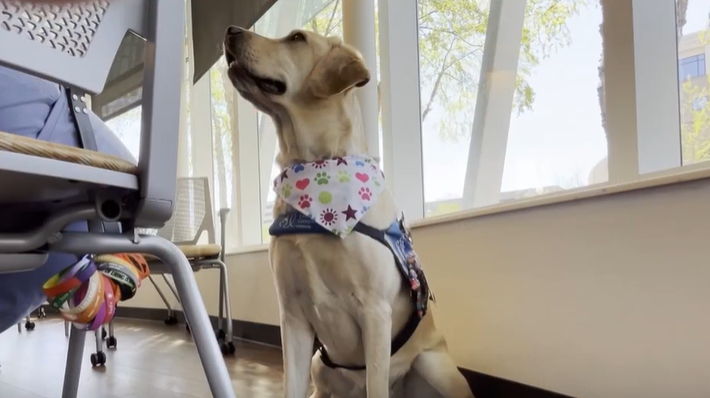 Cincinnati radio station raising money for therapy dogs at Children’s ...