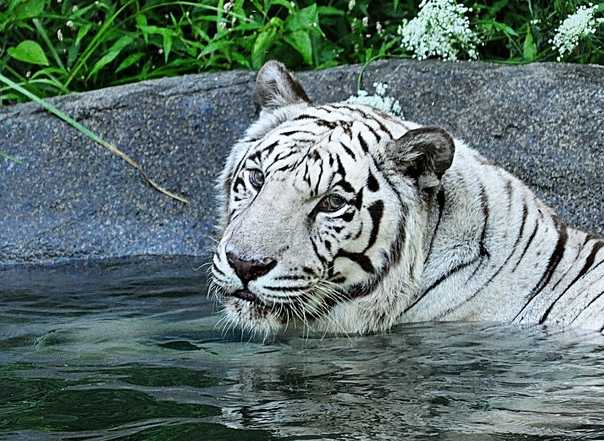 Rare white tiger dies at Cincinnati Zoo