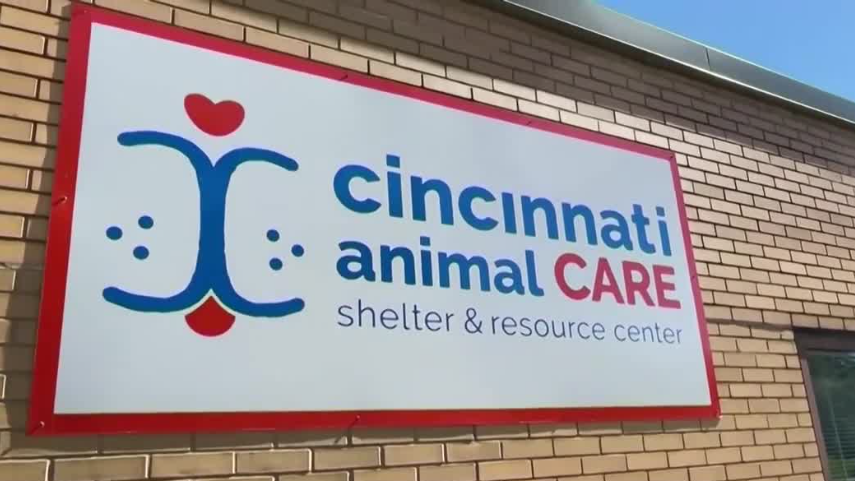 Cincinnati shelter seeks help identifying man seen in video appearing to attack dog