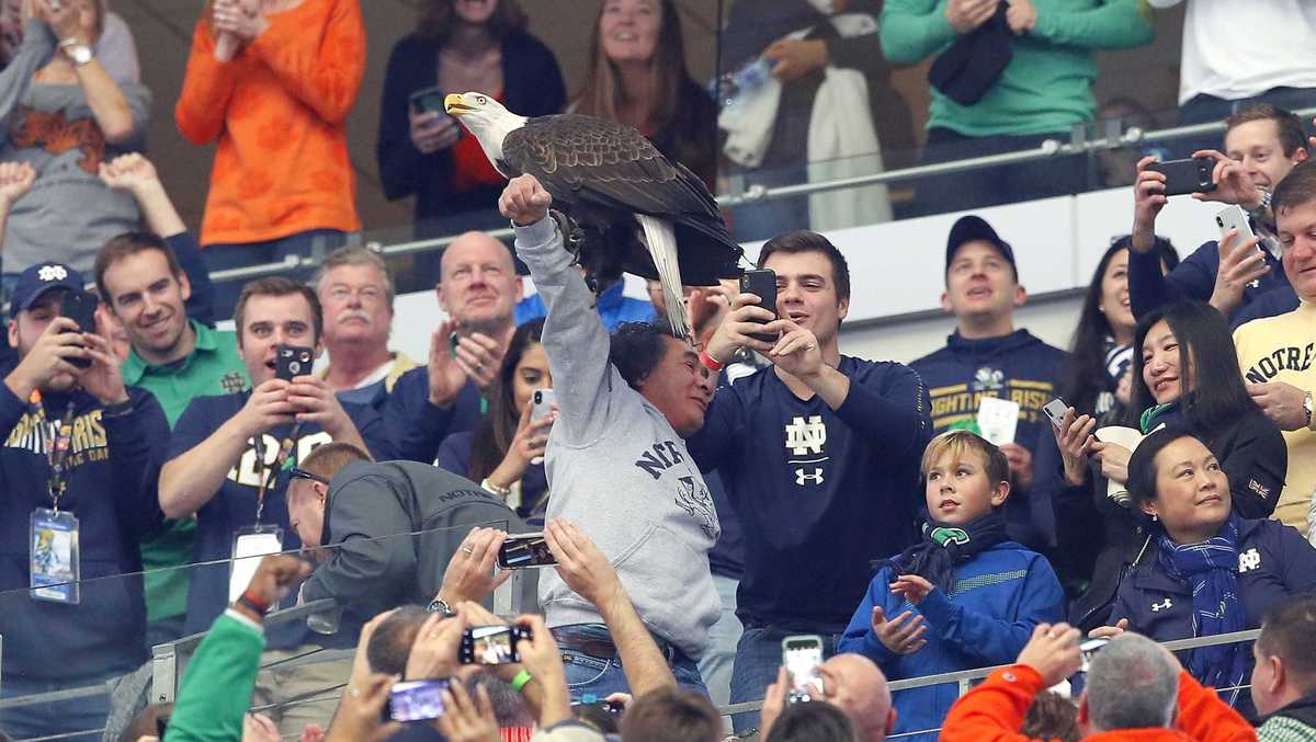Clark the bald eagle goes viral after landing on fans at Cotton Bowl