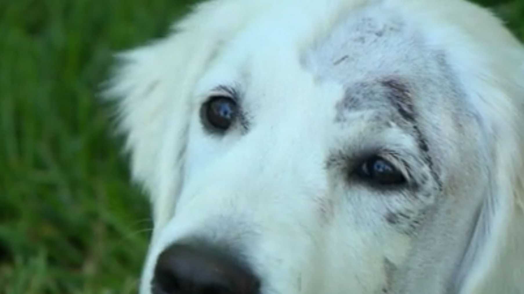 Puppy attacked by another dog at a popular dog park in Des Moines - Vimarsana News
