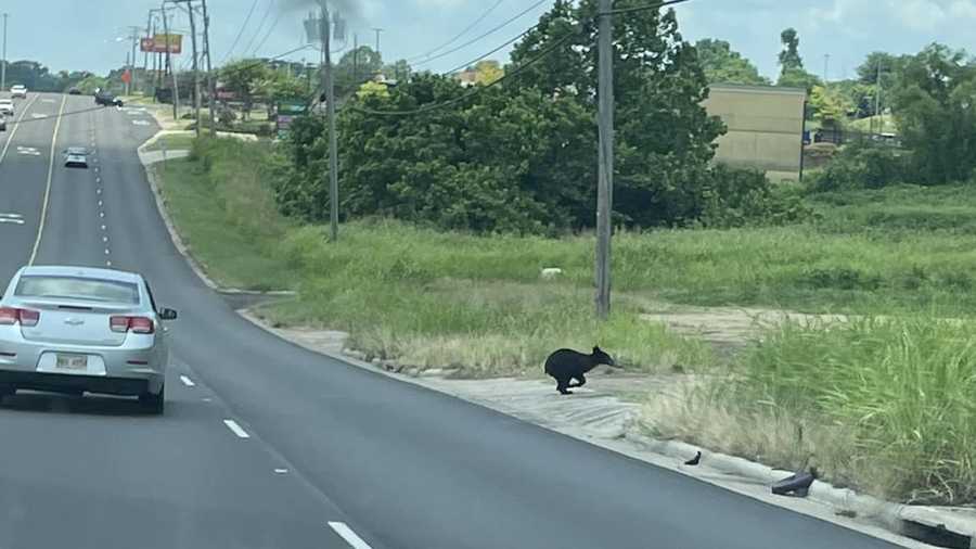 Bear sightings reported in Vicksburg