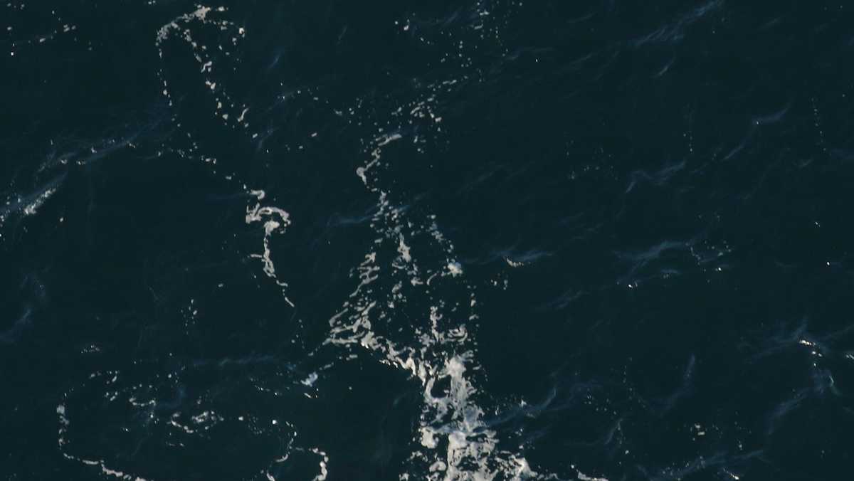 Baby whale's first aerial sighting was off South Carolina coast