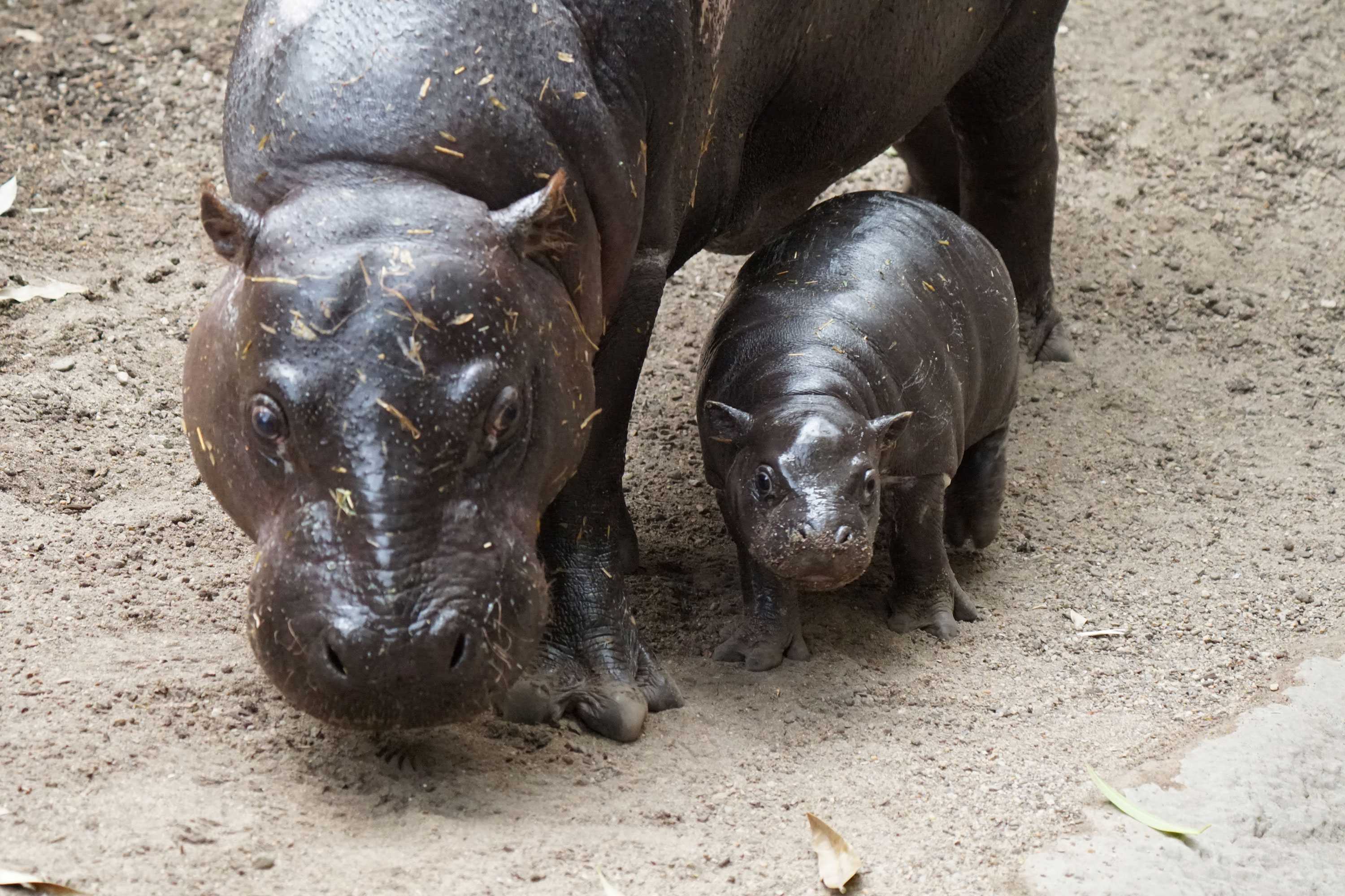 Franklin Park Zoo S Baby Pygmy Hippo Gets New Name Here S How You Can Name The Baby Gorilla