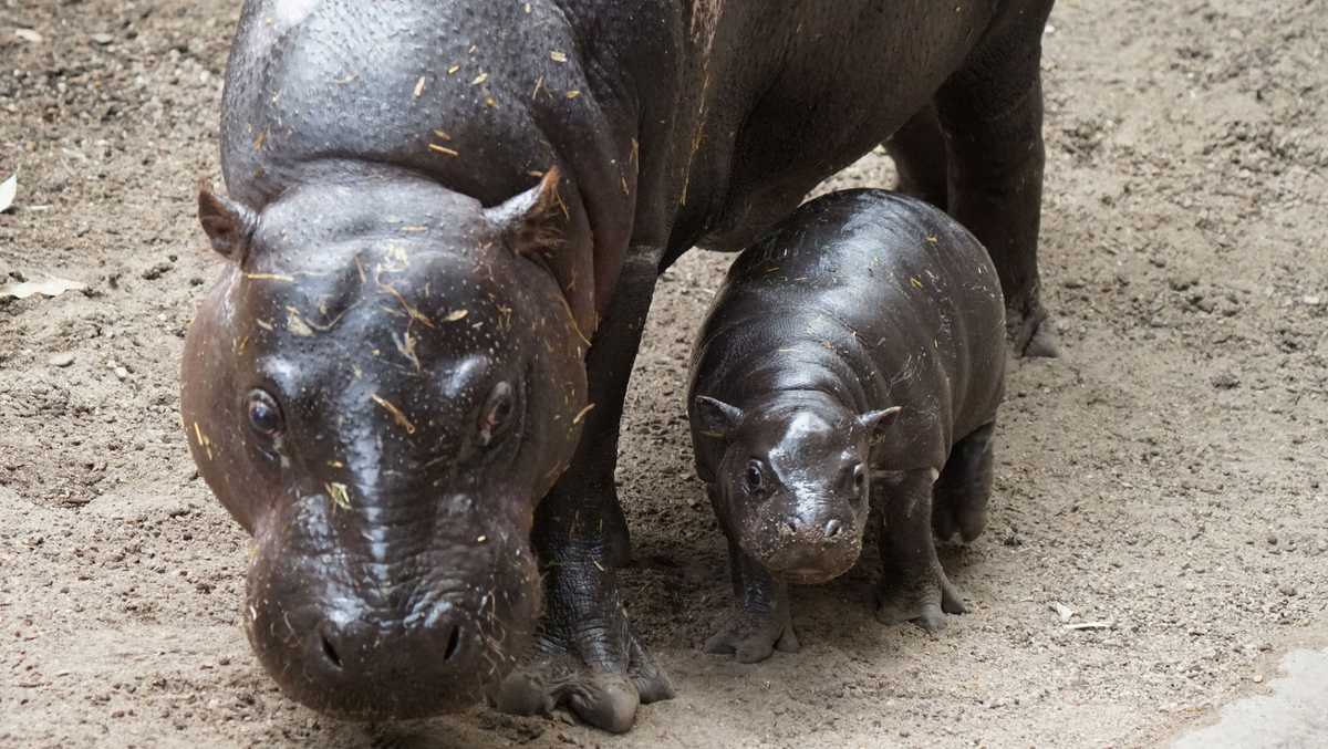 Franklin Park Zoo's baby pygmy hippo gets new name! Here's how you can