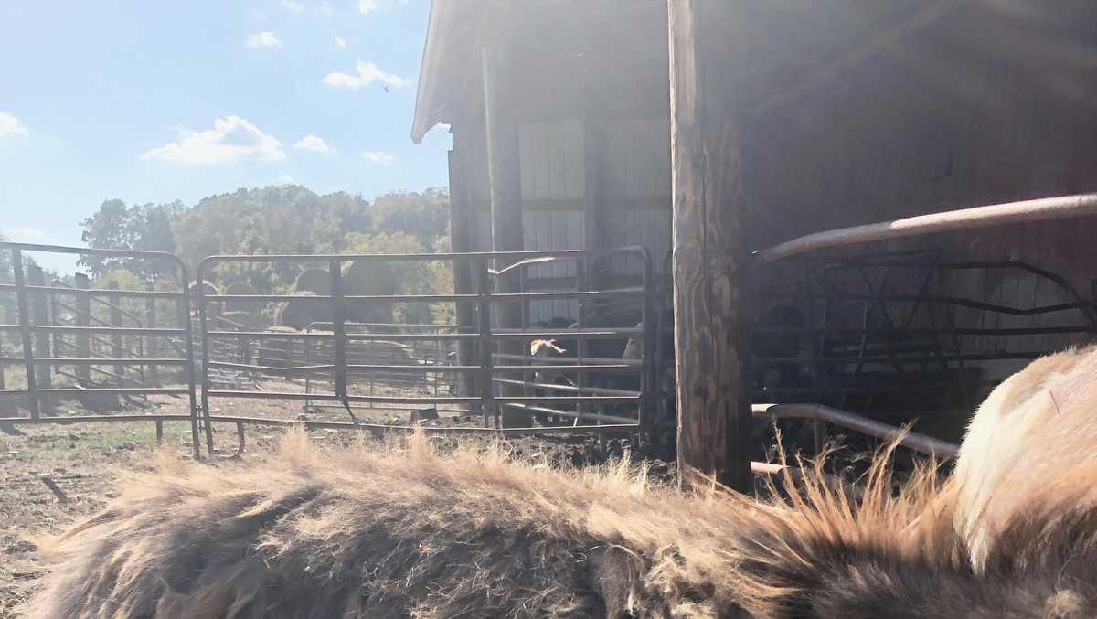 New Richmond man charged with animal cruelty after 13 animals seized