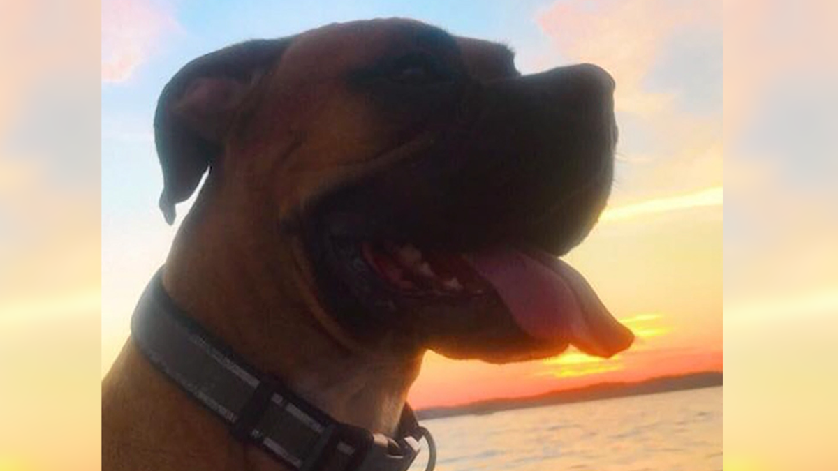 Family seeking justice after their beloved dog's "horrific" death on