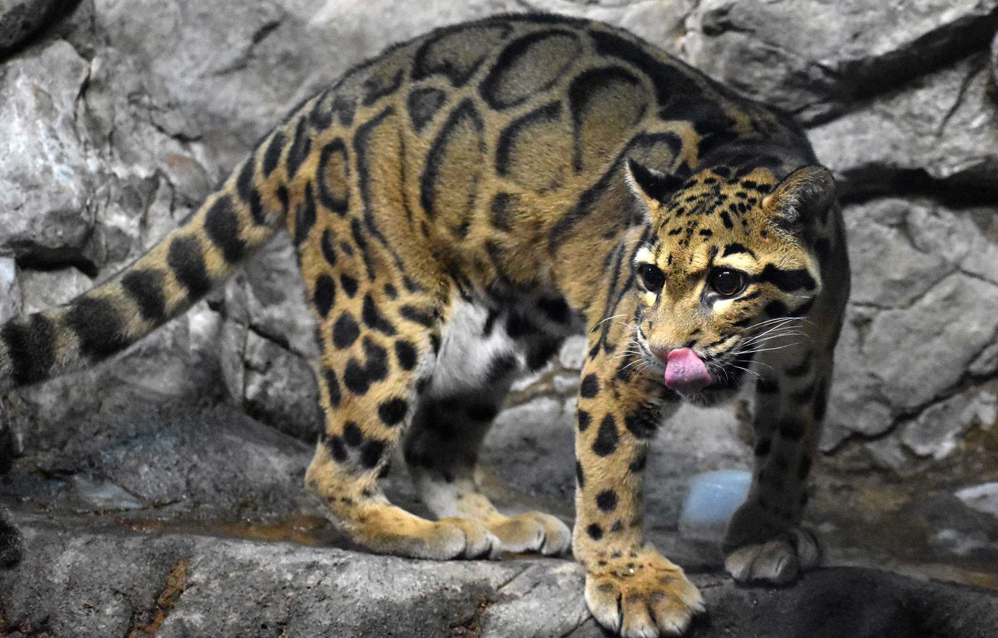 シム・シメール、【THE LITTLE CLOUDED LEOPARD】 シム・シメール、【THE LITTLE CLOUDED LEOPARD】 Cincinnati Zoo's