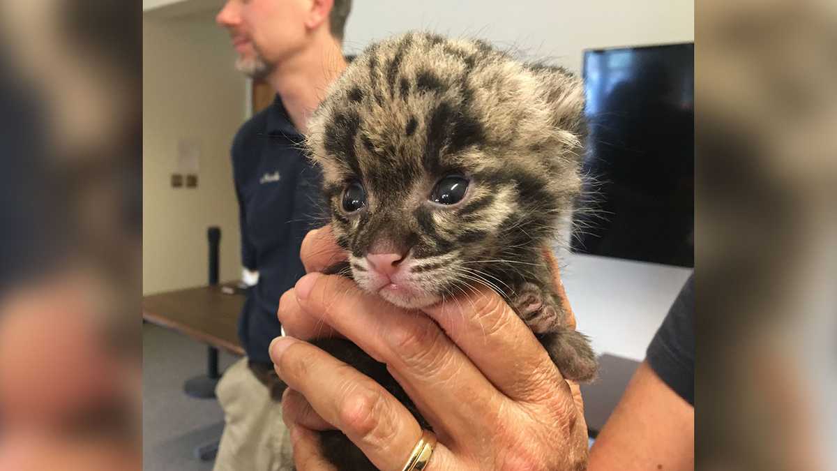 Pittsburgh Zoo welcomes new clouded leopard cub