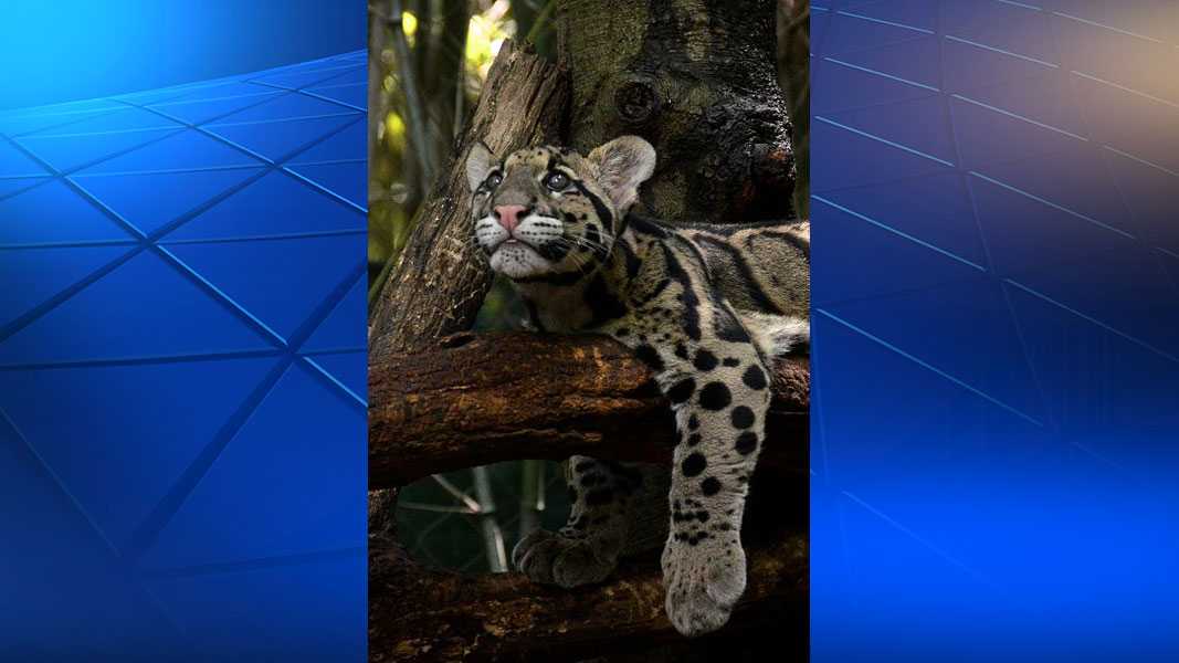 Pittsburgh Zoo welcomes new clouded leopard cub