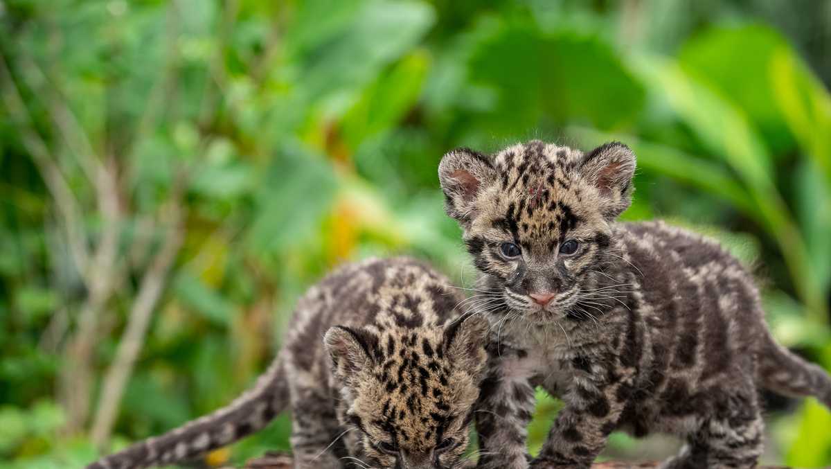 Clouded Leopard Names