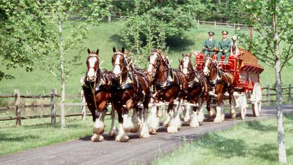 budweiser clydesdales