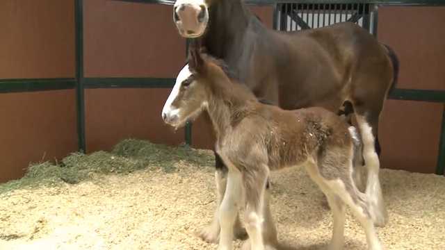 black baby clydesdale horses