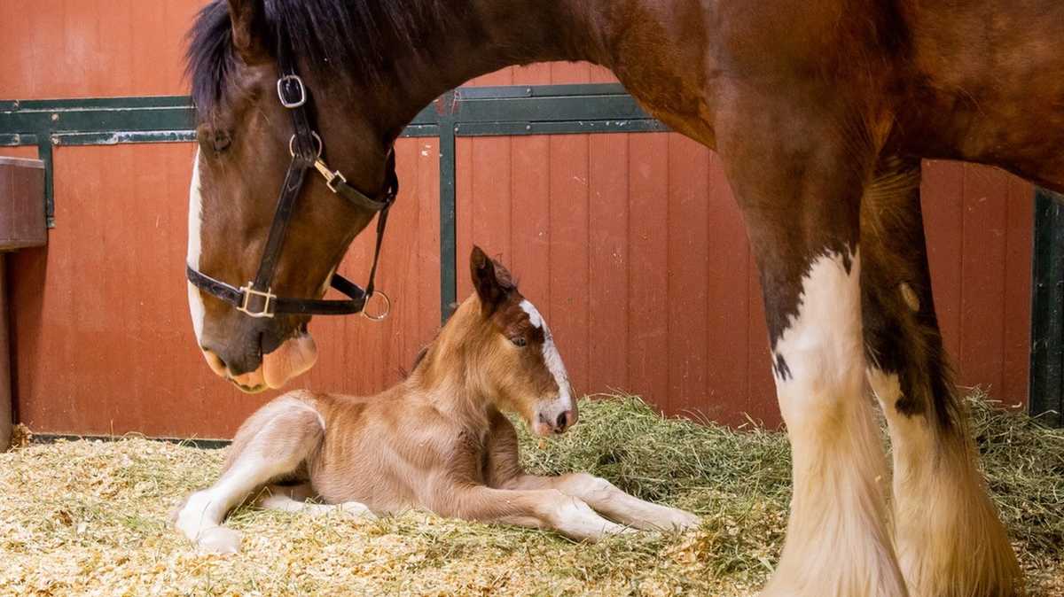 For a limited time, visitors can meet Clydesdale foals, get behind-the-scenes look at commercial
