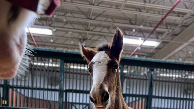 New Budweiser Clydesdale colt born at famous ranch in Missouri - Vimarsana News