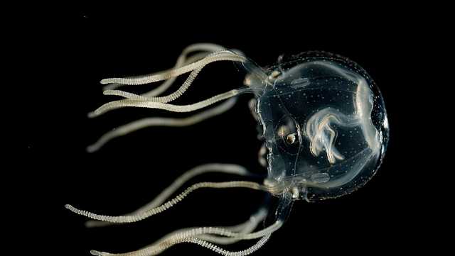 Jellyfish can learn and retain information, researchers say - Vimarsana News