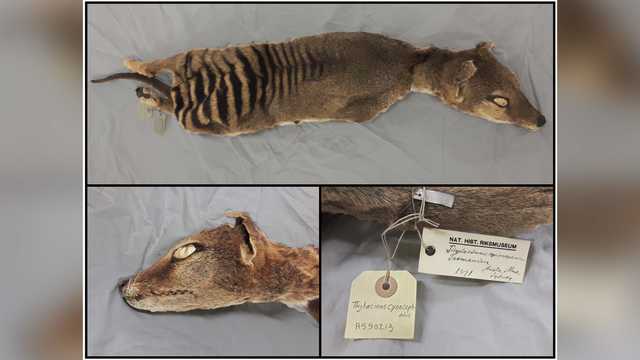 For the 1st time, scientists recover RNA from an extinct species - Vimarsana News