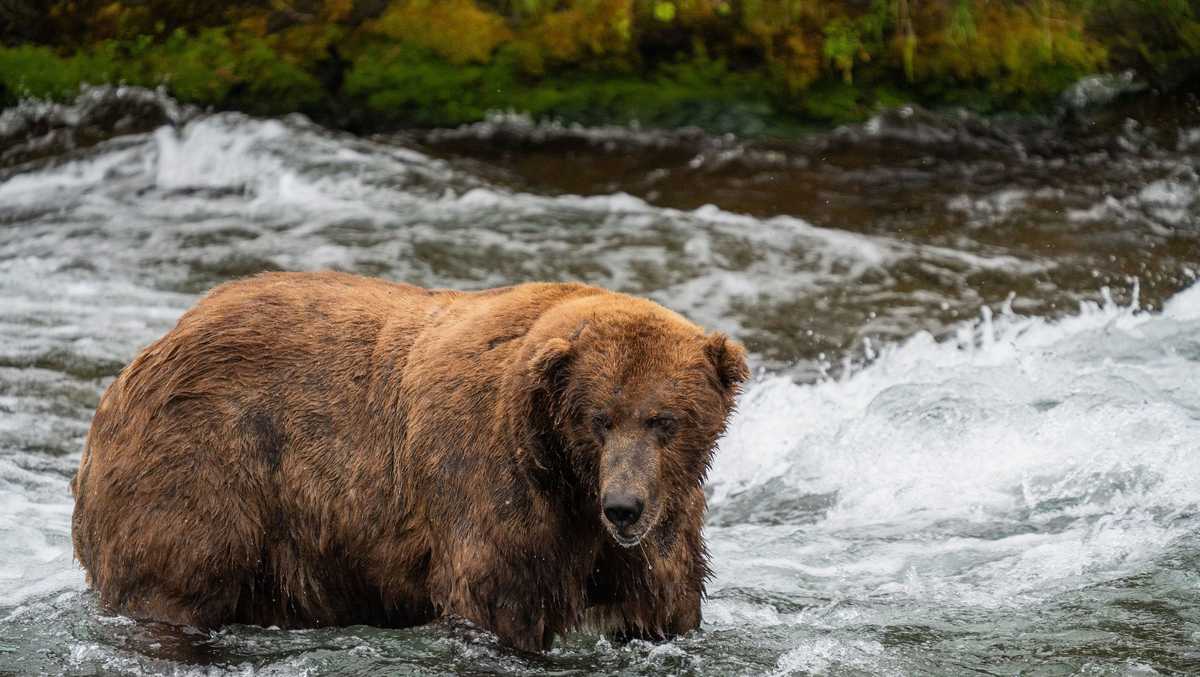 Chonky and they know it: Voting starts in Fat Bear Week