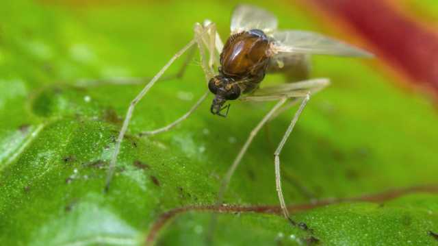 Sand flies spreading parasite that causes skin infections - Vimarsana News