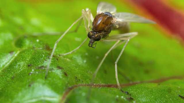A tropical parasite, passed through the bite of a sand fly, is causing skin infections in the US - Vimarsana News