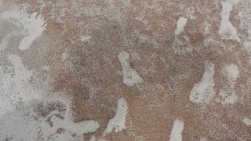 Scientists confirm evidence humans arrived in the Americas far earlier than previously thought - Vimarsana News