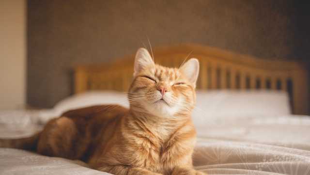 Study: Cats have 276 different facial expressions - Vimarsana News