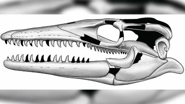 Fossil unearthed in North Dakota could help solve a mystery - Vimarsana News